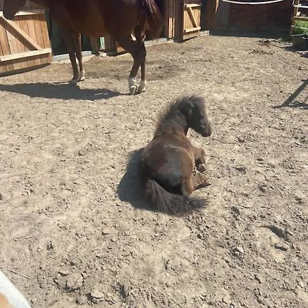 Auszeit Auf Der Seelenfarm Nienburg  Buitenkant foto