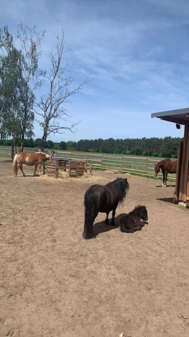 Auszeit Auf Der Seelenfarm