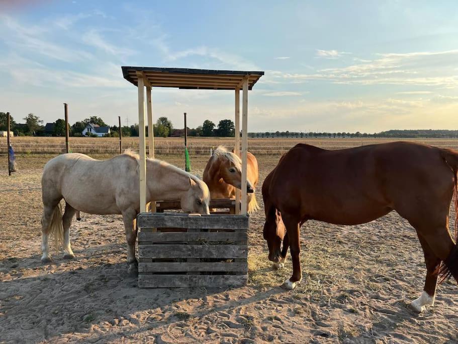 Auszeit Auf Der Seelenfarm * Nienburg (Lower-Saxony)